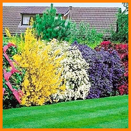 【 Mejor precio en oferta de 】✔️ 5 x Mezcla de Arbustos Florales | Colores Todo el Año Resistente al Exterior Jardín